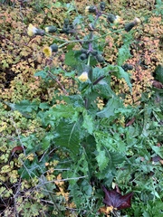 Sonchus oleraceus