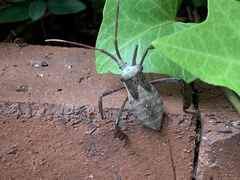 Acanthocephala declivis