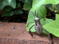 Acanthocephala declivis