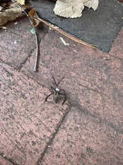 Acanthocephala declivis