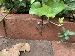 Acanthocephala declivis