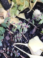 Euphorbia maculata