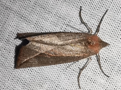 Compsoptera opacaria