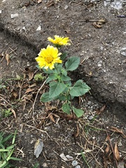 Verbesina encelioides