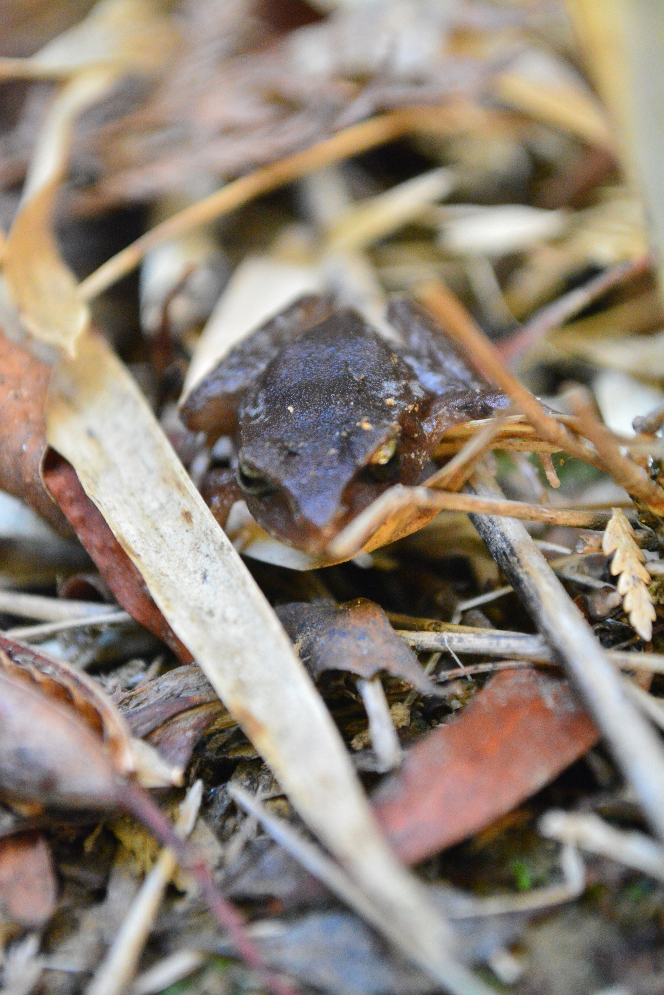 Eupsophus altor Nuñez, Rabanal & Formas, 2012