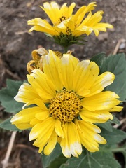 Verbesina encelioides