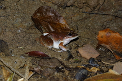 Limnonectes macrodon