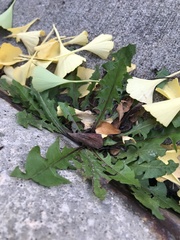 Taraxacum officinale