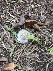 Taraxacum officinale