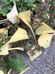 Euphorbia maculata