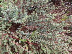 Cliffortia carinata