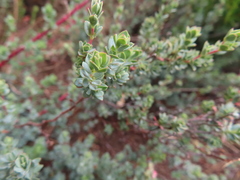 Cliffortia carinata
