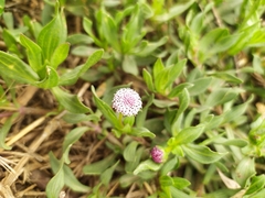 Spilanthes leiocarpa