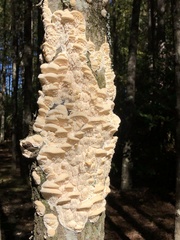 Irpiciporus