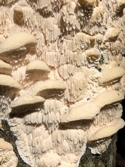 Irpiciporus