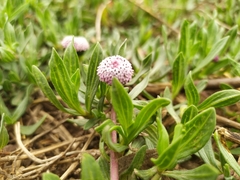 Spilanthes leiocarpa