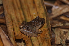 Limnonectes microdiscus