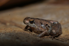 Microhyla palmipes