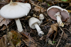 Agaricus approximans