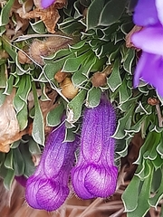 Aptosimum procumbens