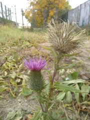 Cirsium vulgare