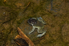 Occidozyga lima