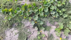 Cucumis melo agrestis