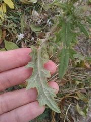 Cirsium vulgare