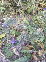 Echium vulgare