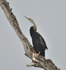 Anhinga melanogaster