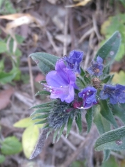 Echium vulgare