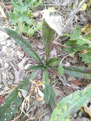 Echium vulgare