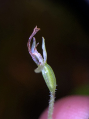Neottia