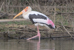 Mycteria leucocephala