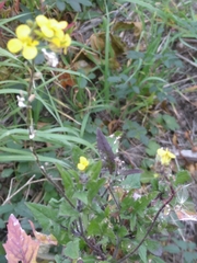 Sisymbrium loeselii