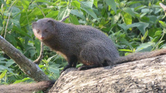 Urva
