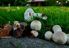 Agaricus californicus
