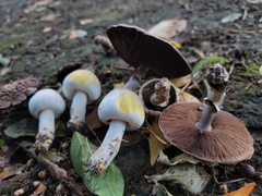 Agaricus californicus