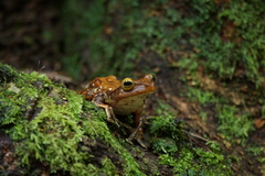 Rhacophorus margaritifer