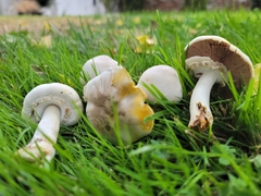 Agaricus californicus