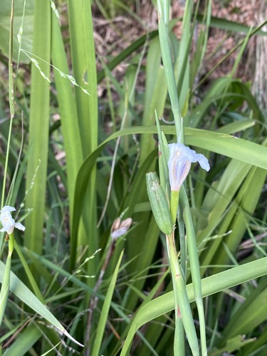 Dietes iridioides image