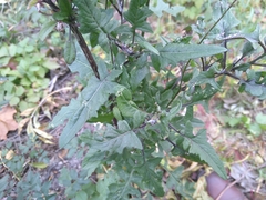 Sisymbrium loeselii