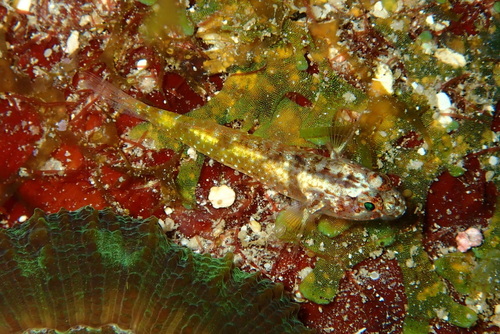 Bleke koraal-grondel (Coryphopterus alloides) — Gobiidae
