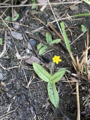 Hypoxis parvula parvula