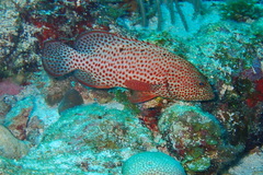 Graysby photo 1