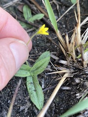 Hypoxis parvula parvula