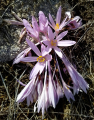 Colchicum hierosolymitanum