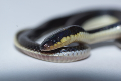 Calamaria lumbricoidea