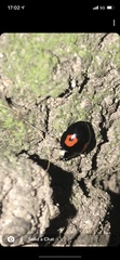 Harmonia axyridis