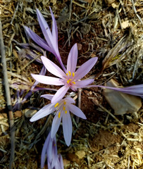 Colchicum hierosolymitanum